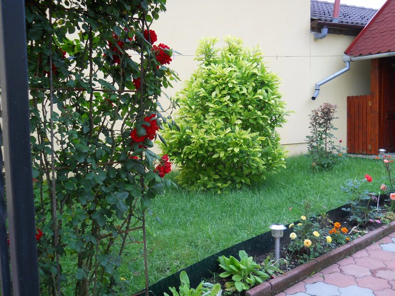 cazare pensiunea magnolia sibiu 023